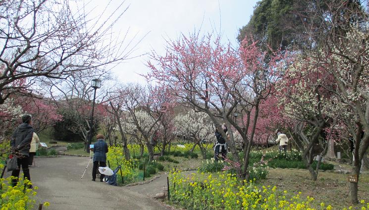 須磨離宮公園梅見会 エッセー集 松 みぎわ 須磨離宮公園梅見会 エッセー集 松 みぎわ