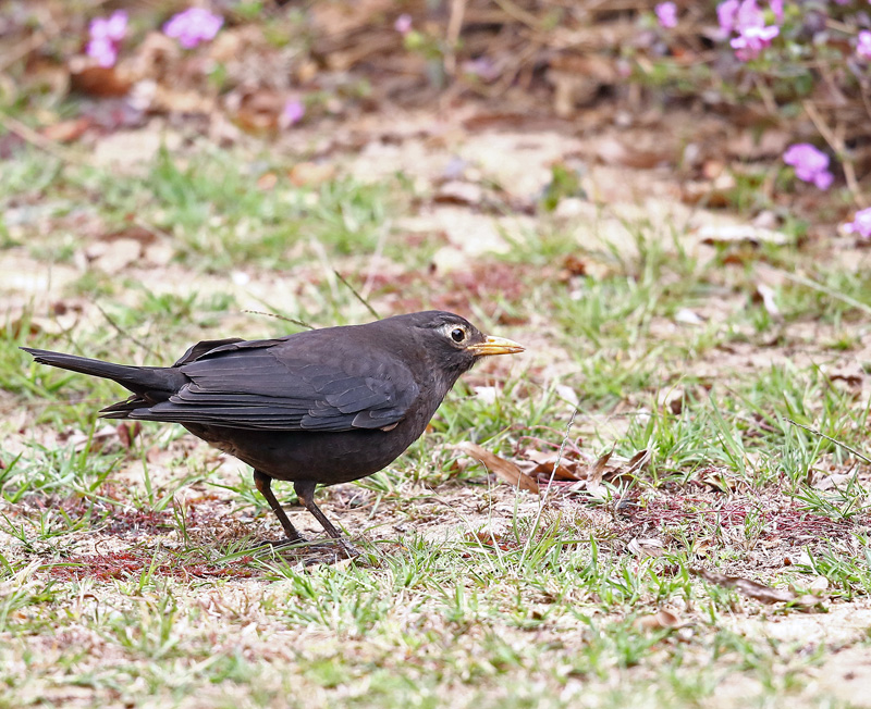 クロウタドリ 黒歌鳥 レンズの向こうに君がいる クロウタドリ 黒歌鳥 レンズの向こうに君がいる