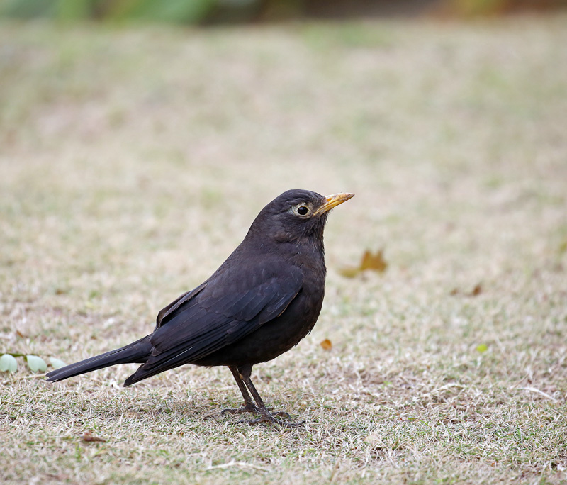 黒歌鳥