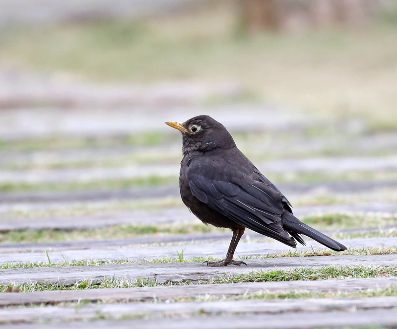クロウタドリ 黒歌鳥 レンズの向こうに君がいる クロウタドリ 黒歌鳥 レンズの向こうに君がいる