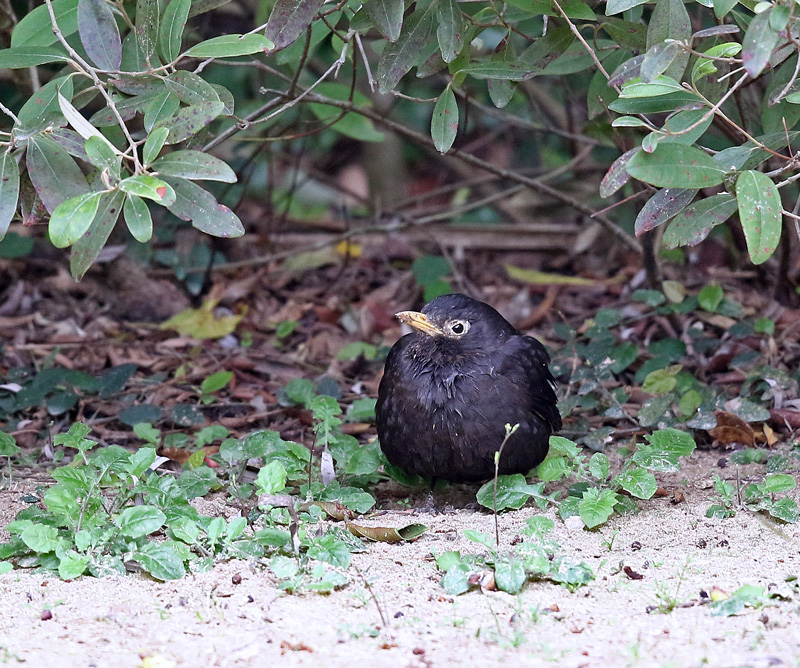 クロウタドリ 黒歌鳥 レンズの向こうに君がいる クロウタドリ 黒歌鳥 レンズの向こうに君がいる