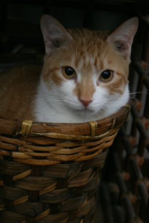 兄弟そろって(あさま&こすも)_f0242002_22475411.jpg