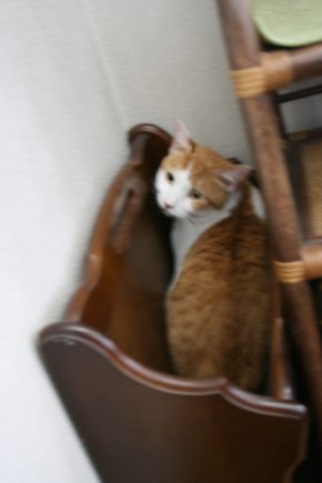 兄弟そろって(あさま&こすも)_f0242002_2248351.jpg