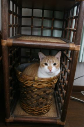 兄弟そろって(あさま&こすも)_f0242002_2252592.jpg