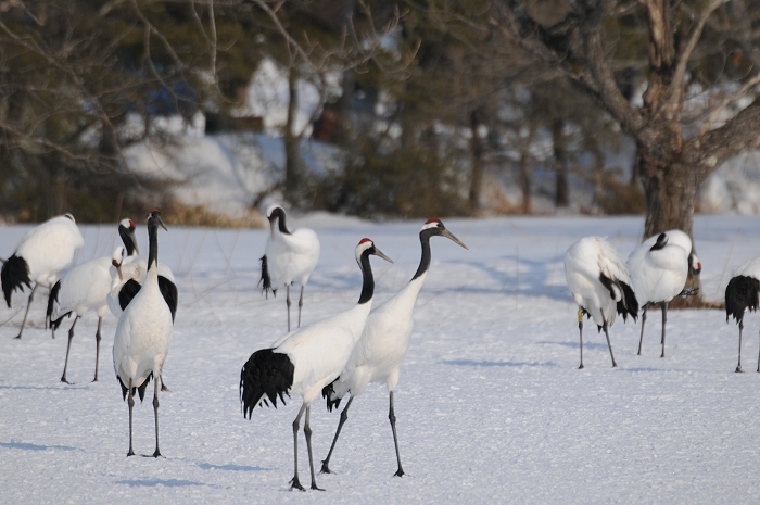 鶴居村の鶴・タンチョウ・丹頂の写真_d0118616_12391834.jpg