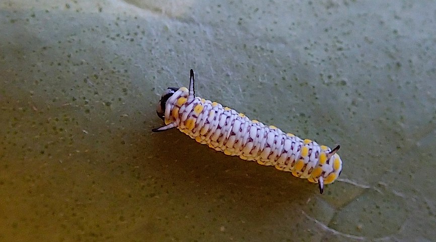 アサギマダラの幼虫・2月編(2015年3月6日) _d0303129_1038022.jpg