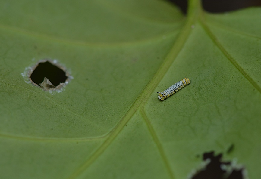 アサギマダラの幼虫・2月編(2015年3月6日) _d0303129_1038555.jpg