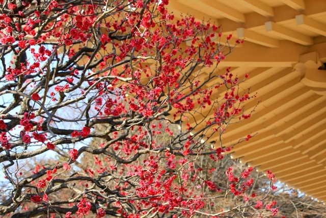 【豪徳寺】_f0348831_21541071.jpg