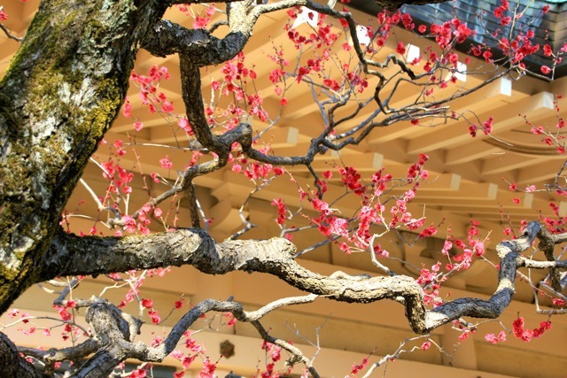 【豪徳寺】_f0348831_21542263.jpg