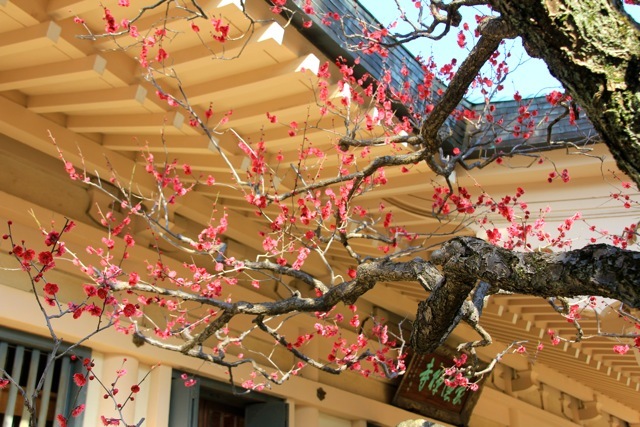 【豪徳寺】_f0348831_21542600.jpg
