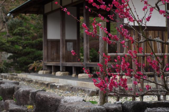 蓮華寺池公園日本庭園の紅梅i白梅_c0309734_22430781.jpg