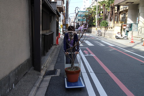 京都要庵歳時記　『春への準備　早春の玄関の室礼』　海棠桜・白玉椿　3_d0033734_13275641.jpg