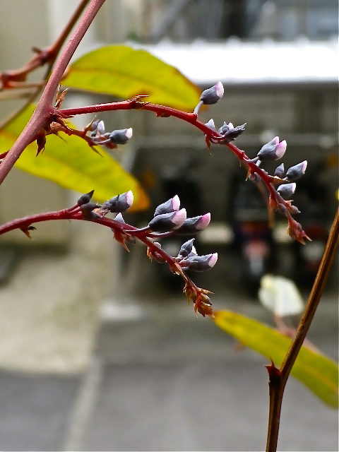 朝の始まりは美味しい紅茶で_b0027736_11492248.jpg