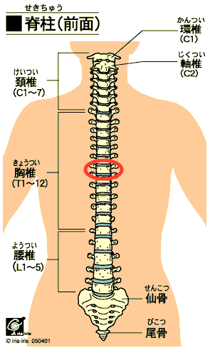 ゲップが出やすいときには、股関節の動きに左右差が？ 〜ある日の施術より〜_e0073240_863582.gif