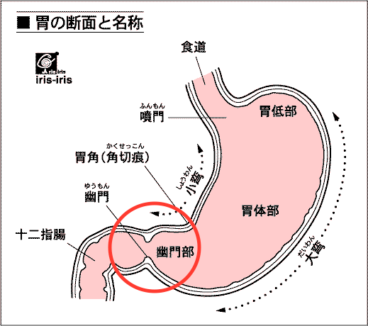 ゲップが出やすいときには、股関節の動きに左右差が？ 〜ある日の施術より〜_e0073240_872322.gif