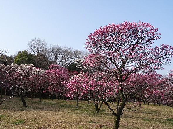 荒山公園の梅園_b0299042_20194438.jpg