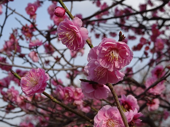 荒山公園の梅園_b0299042_20194935.jpg