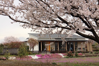 SAKURA FESTIVAL 2015_d0237446_1143999.jpg