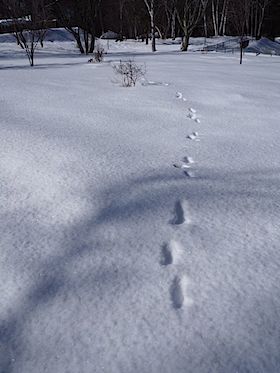 雪原の散歩_f0199847_12313978.jpg