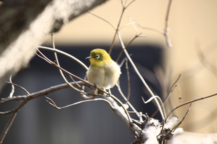 ３月７日　　庭にやってくる鳥たちの事情_f0340155_20403473.jpg