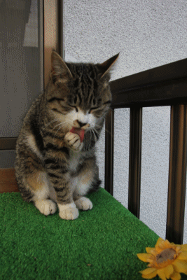 e0139859_19441734.gif