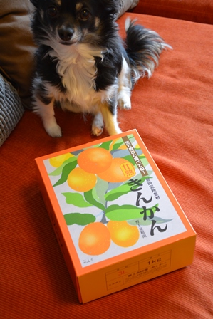 甘すぎる 完熟きんかん ｋａｎａり気まま