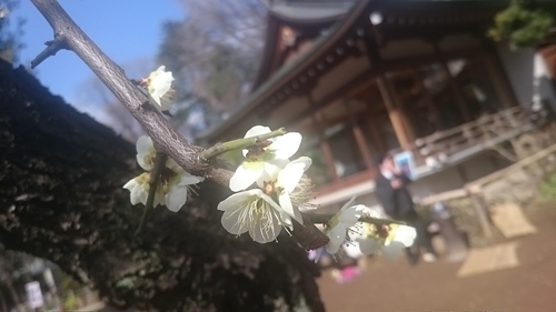 「梅は咲いたが桜はまだかいな～」_a0075684_0501483.jpg