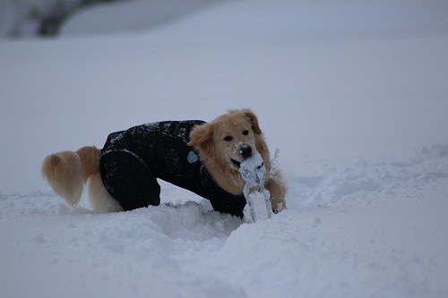 裏磐梯雪遊び_c0172184_10452046.jpg