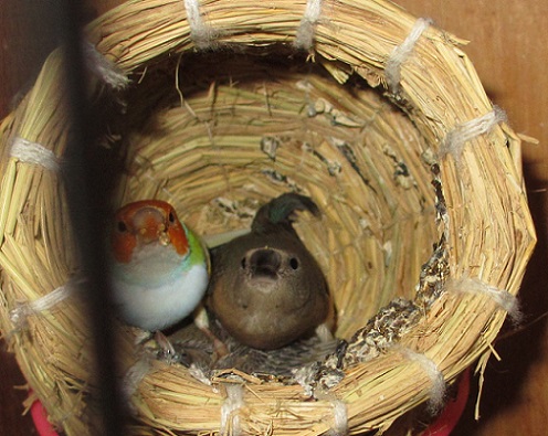 コキン鳥の雛が雛を育てる Botan123 の bird room コキン鳥の雛が雛を育てる Botan123 の bird room