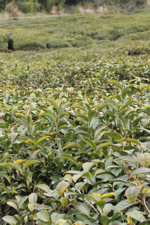 長久手の茶畑!_b0220318_1334059.jpg