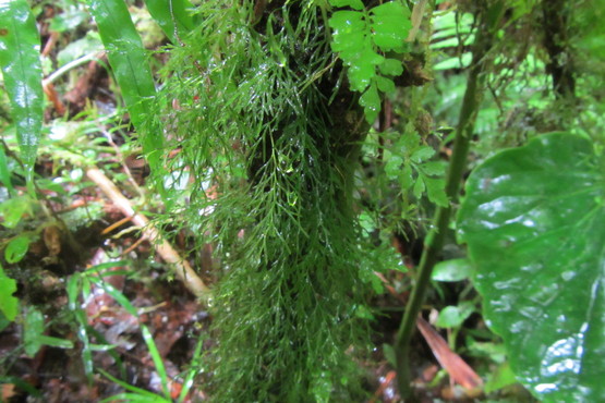 Polyphlebium? コケシノブ コケ シダ 雲霧林