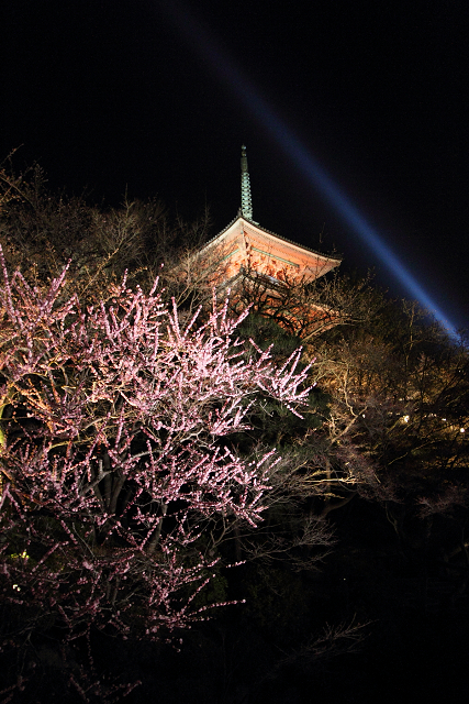 東山桜ライトアップ －清水寺－_b0169330_8512655.jpg