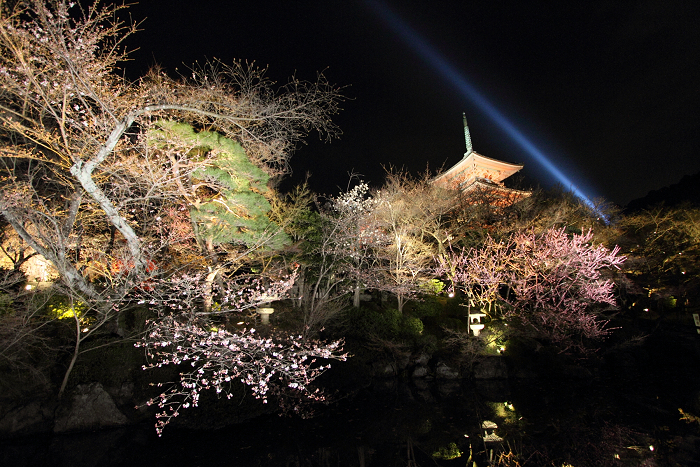 東山桜ライトアップ －清水寺－_b0169330_8513339.jpg