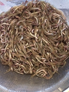 年中行事 いかなごの釘煮_a0059035_22311113.jpg