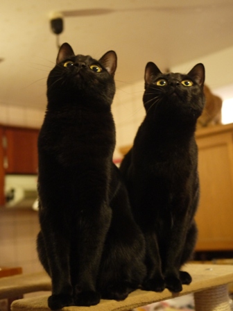 上を向いてる黒猫 ぎゃぉすてぃぁら編。_a0143140_0242737.jpg