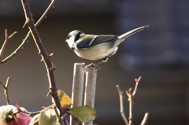 ３月７日　　庭にやってくる鳥たちの事情_f0340155_11211668.jpg