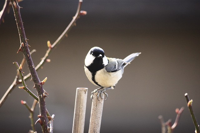 ３月７日　　庭にやってくる鳥たちの事情_f0340155_15354141.jpg