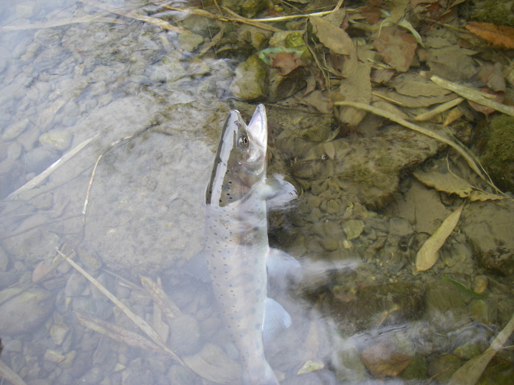 今季 お初の 山女魚 ありがとうございました。_e0029256_1973337.jpg
