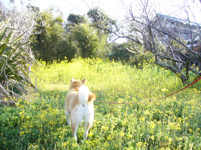 ’15、3,7(土)愛ちゃんの田舎道!_f0060461_10225561.jpg