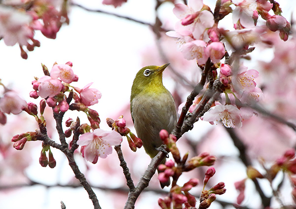 桜とメジロ_d0313867_16103077.jpg