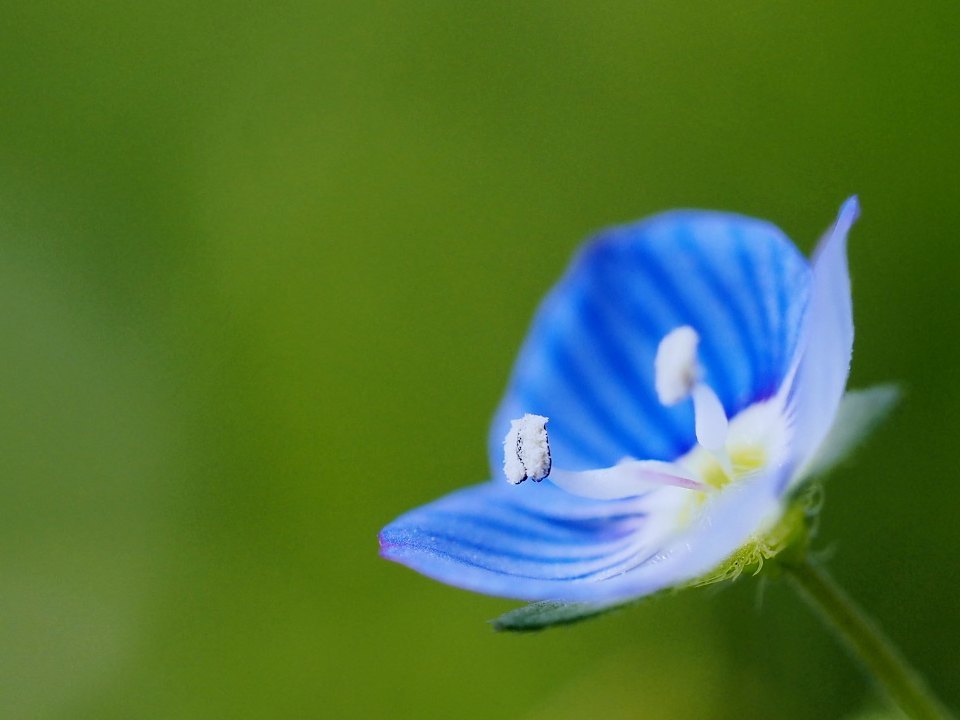 春の小さな花たち　_a0330871_22303539.jpg