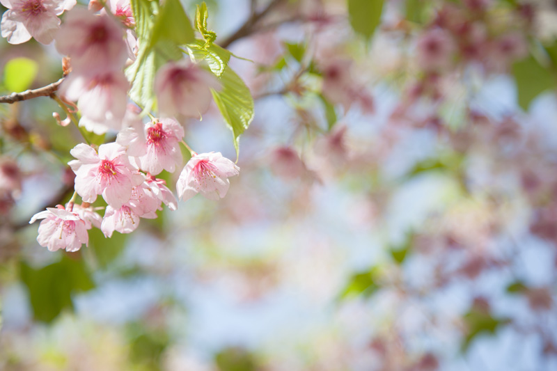 寒桜(2015.03.07_Sat)_a0155278_7242871.jpg