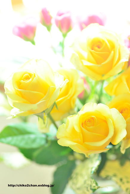卒業と花束**_e0221779_16124753.jpg