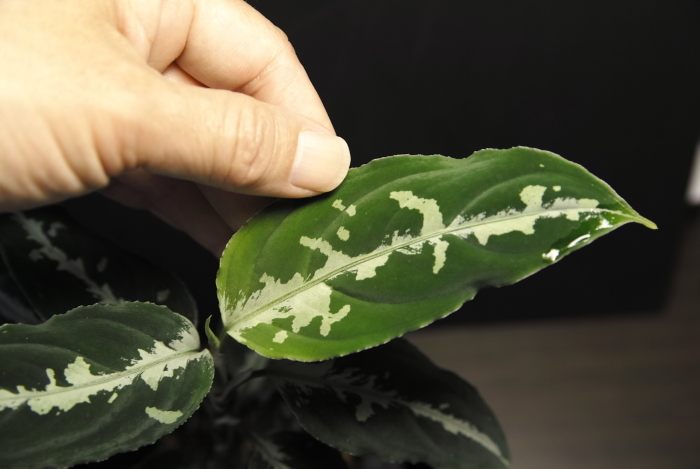 Aglaonema pictum \'6476\'_a0194582_17011965.jpg