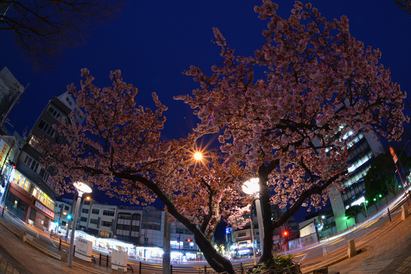 Town of cherry blossoms_d0133382_9181469.jpg