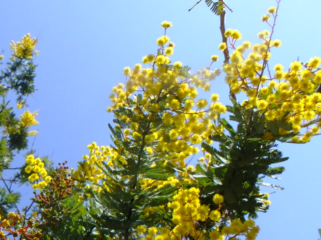 ３月５日　夢の島公園と熱帯植物館見て歩き。その１．_e0145782_14255287.jpg