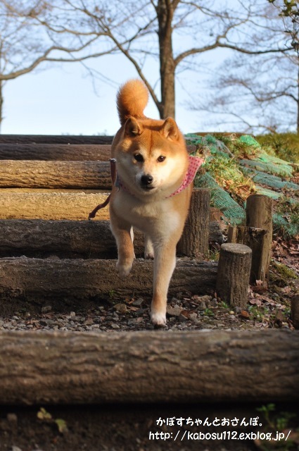 階段_a0126590_00391388.jpg