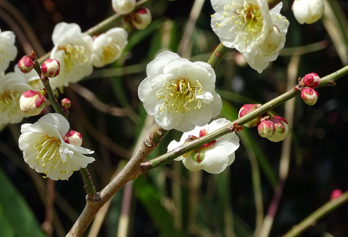 梅の花盛り_b0145296_982666.jpg