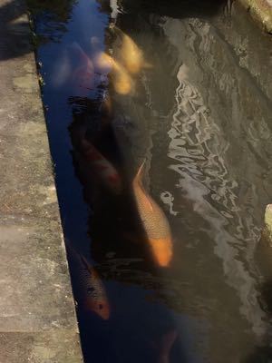 太皷谷稲成神社挙式_e0177509_23121999.jpg