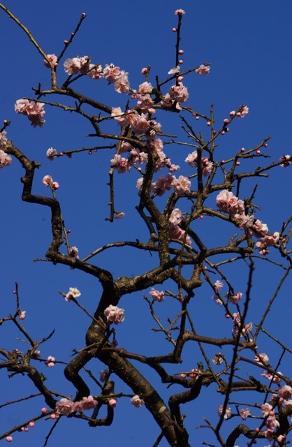 西尾　安泰寺の梅・桜編_e0292414_17234148.jpg